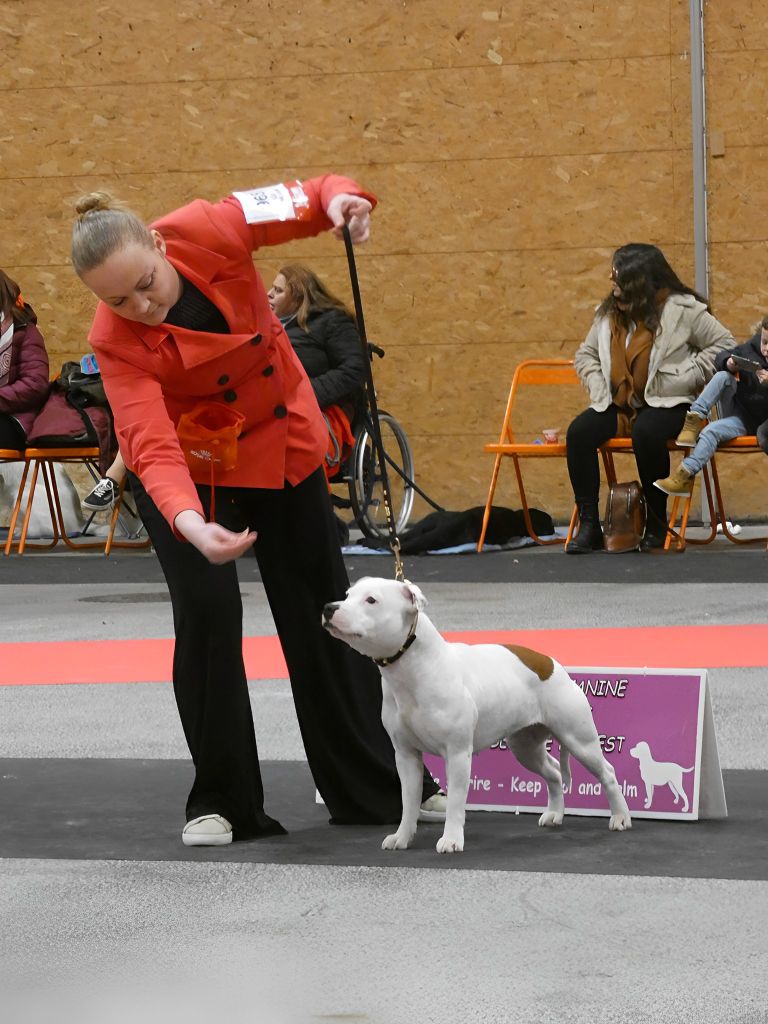 Victorious Shadow Gang - Meilleur Jeune CACIB NANTES 2022