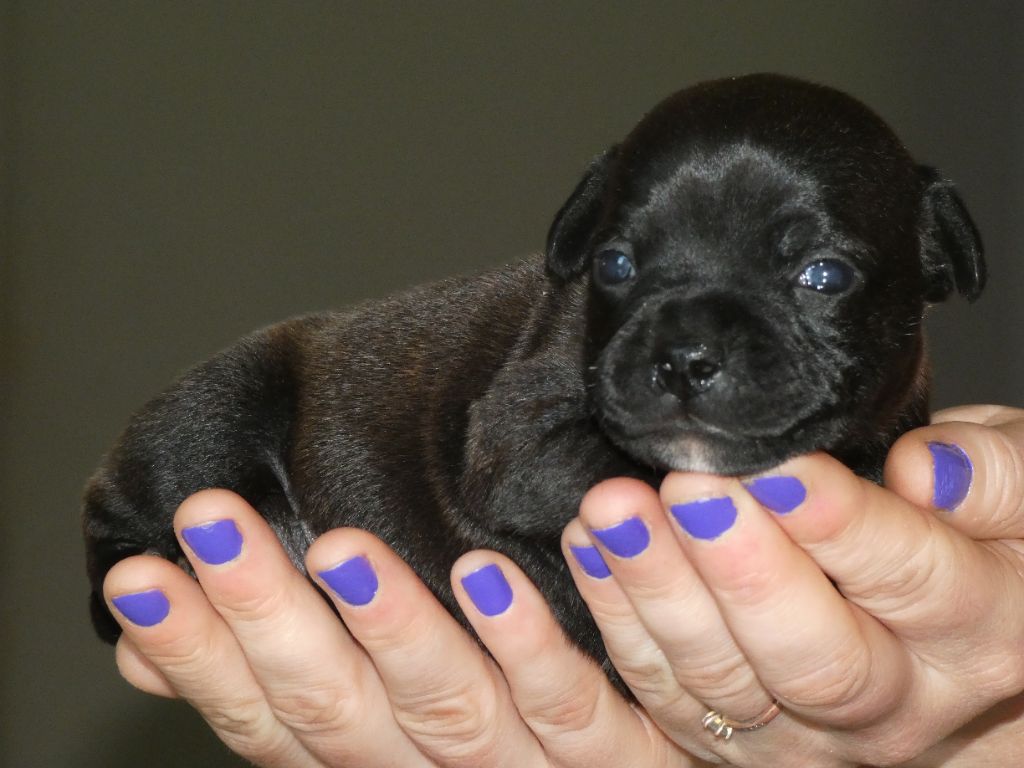 Victorious Shadow Gang - Chiot disponible  - Staffordshire Bull Terrier