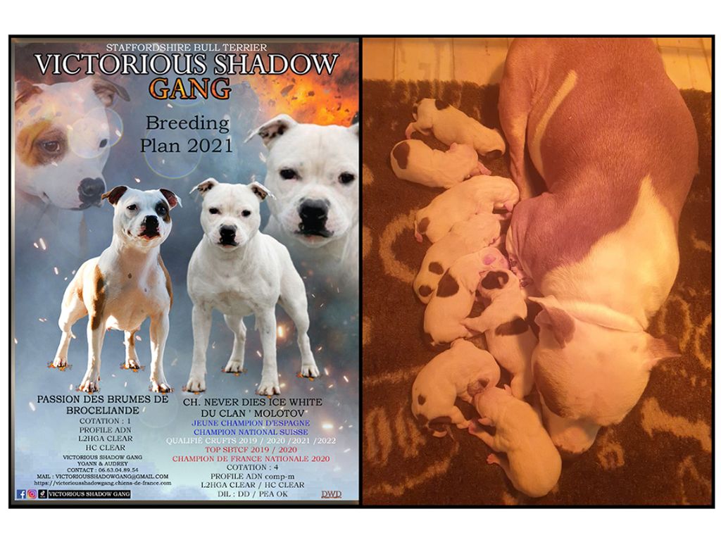 chiot Staffordshire Bull Terrier Victorious Shadow Gang