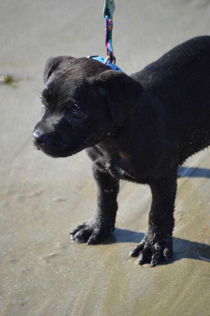 A dark knight Victorious Shadow Gang