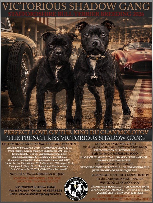 Victorious Shadow Gang - Gestation confirmée