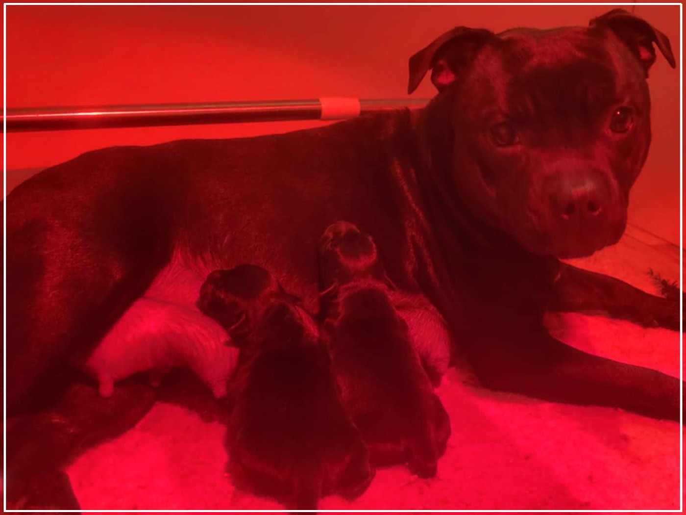 Chiot Staffordshire Bull Terrier Victorious Shadow Gang