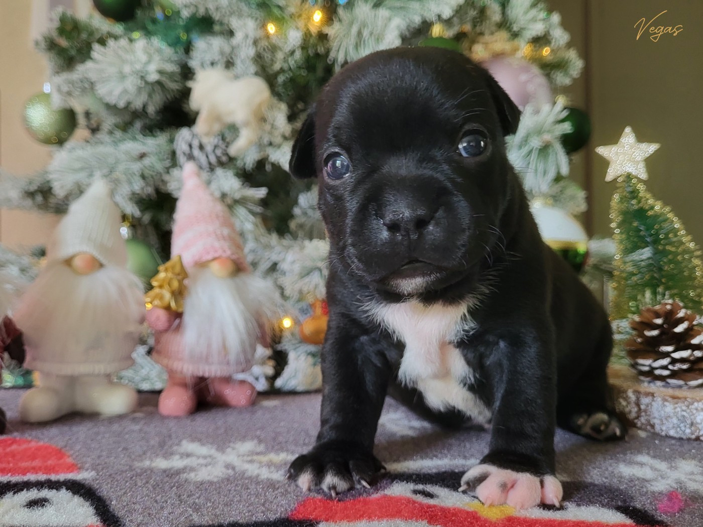 Victorious Shadow Gang - Chiots disponibles - Staffordshire Bull Terrier