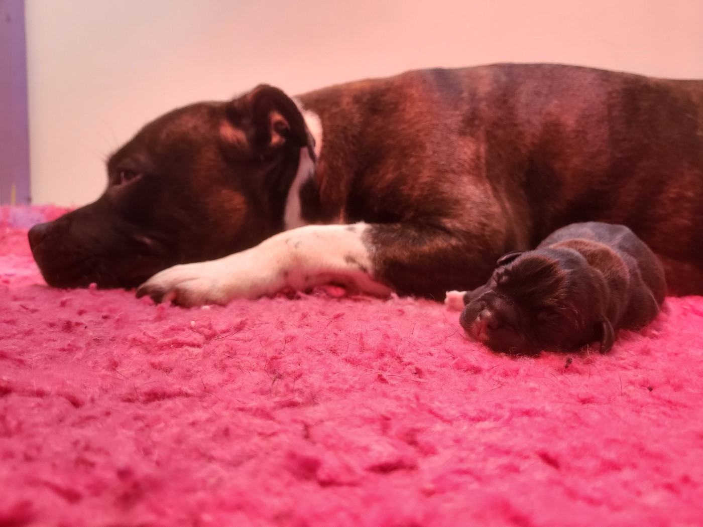 Chiot Staffordshire Bull Terrier Victorious Shadow Gang