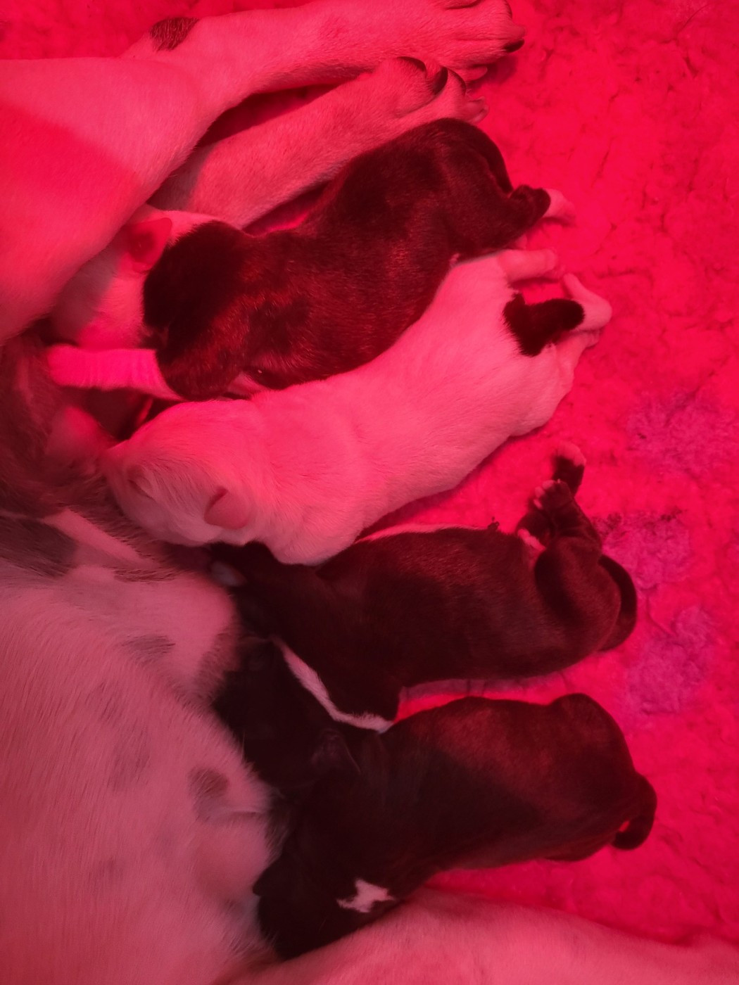 Chiot Staffordshire Bull Terrier Victorious Shadow Gang