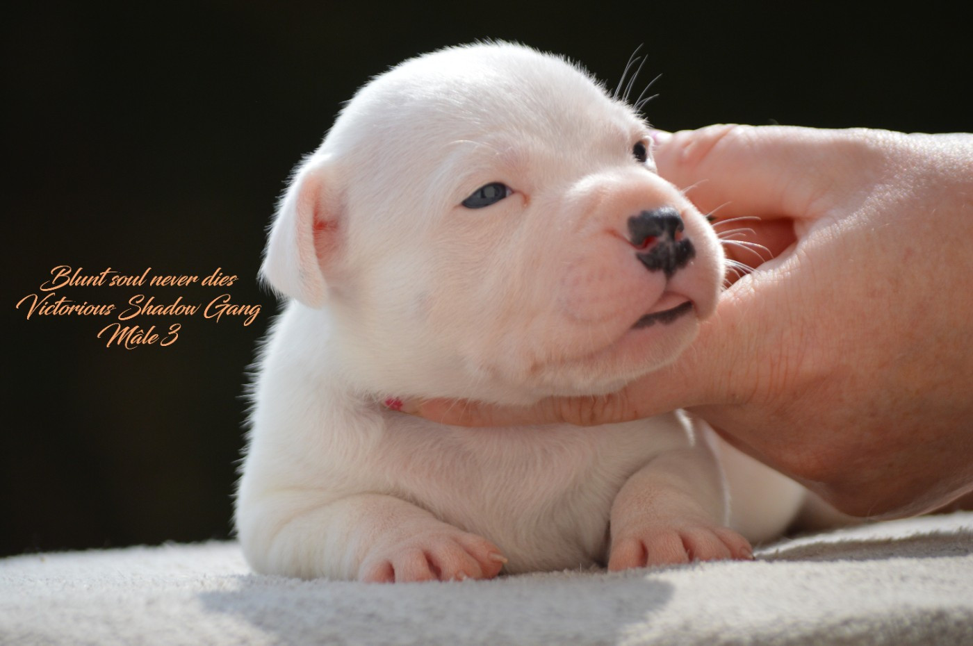 Victorious Shadow Gang - Chiots disponibles - Staffordshire Bull Terrier