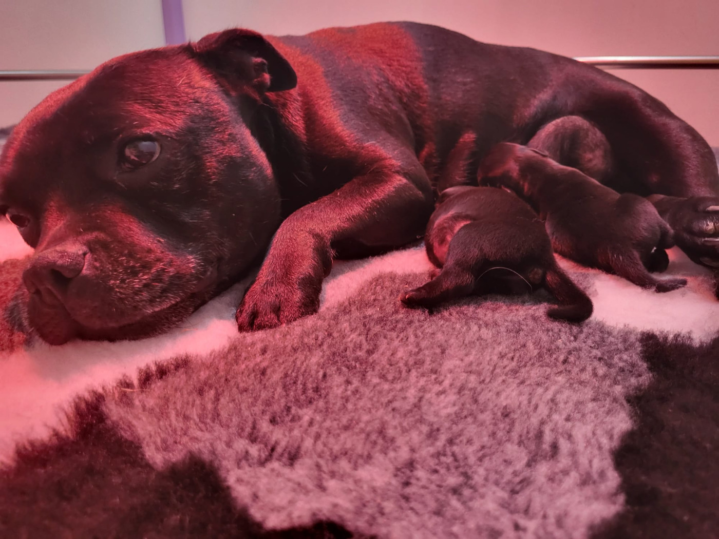 Chiot Staffordshire Bull Terrier Victorious Shadow Gang