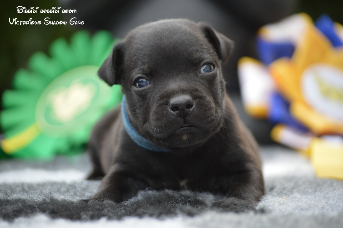Victorious Shadow Gang - Chiots disponibles - Staffordshire Bull Terrier