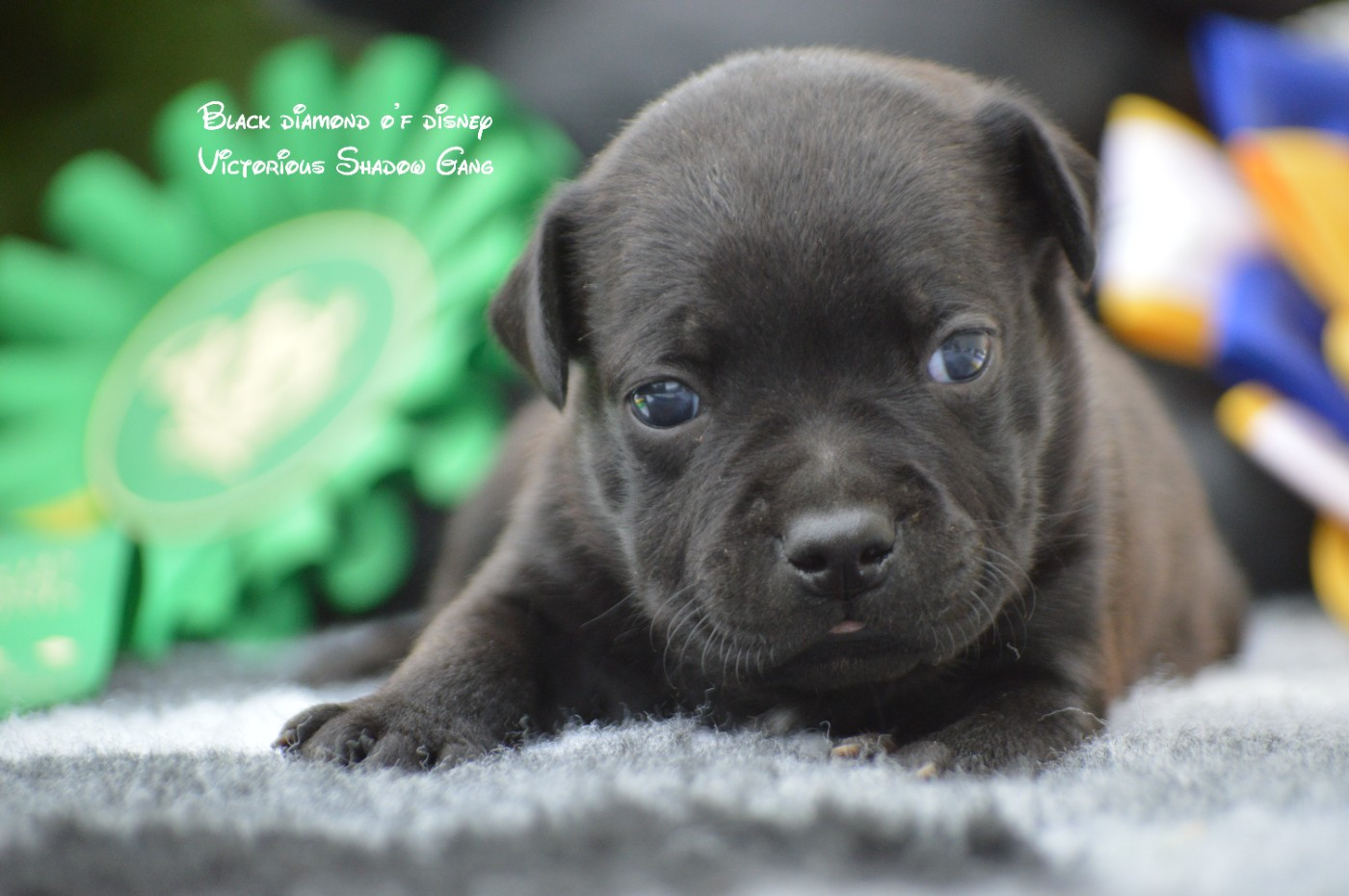 Victorious Shadow Gang - Chiots disponibles - Staffordshire Bull Terrier