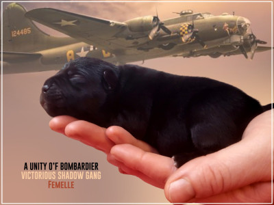 A UNITY O'F BOMBARDIER